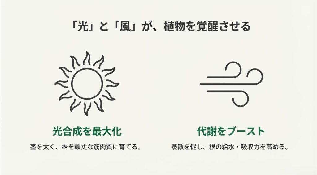 太陽の光と自然の風が植物の茎を太くし、根の吸水力を高めるメカニズムの図解