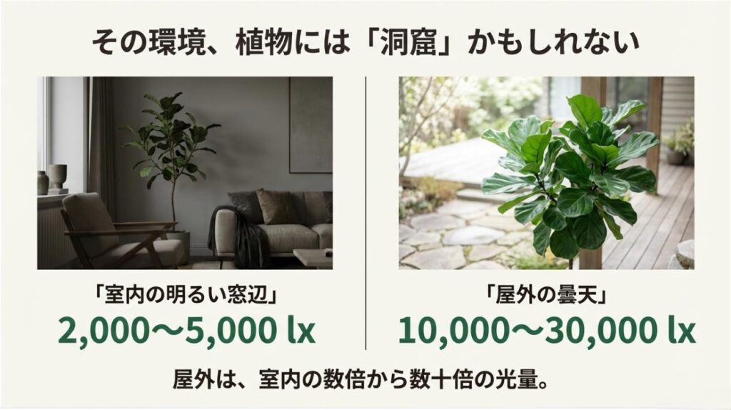室内の明るい窓辺は植物にとって洞窟のように暗いことを示す、照度比較のイメージイラスト