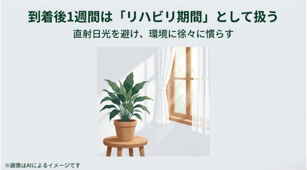 直射日光を避け、明るい窓辺で環境に徐々に慣らしている観葉植物の様子