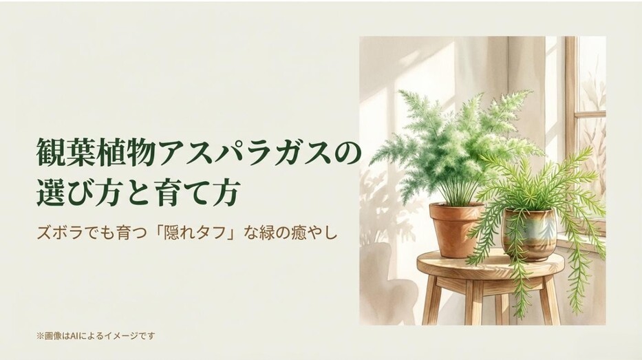 2種類のアスパラガス（ナナスとスプレンゲリー）が窓辺に飾られている、爽やかなタイトルのアイキャッチ画像