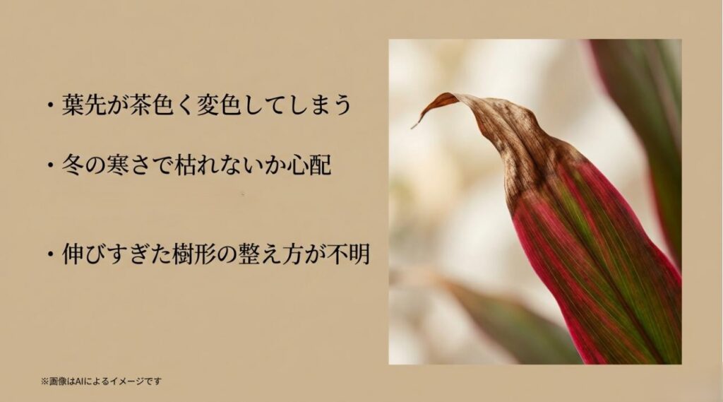 葉先が茶色くなったドラセナの接写と、初心者が抱きがちな悩みの箇条書きスライド