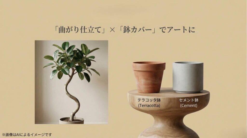 美しい曲線を描く曲がり仕立てのベンガレンシスと、テラコッタ鉢やセメント鉢の組み合わせを提案するスライド