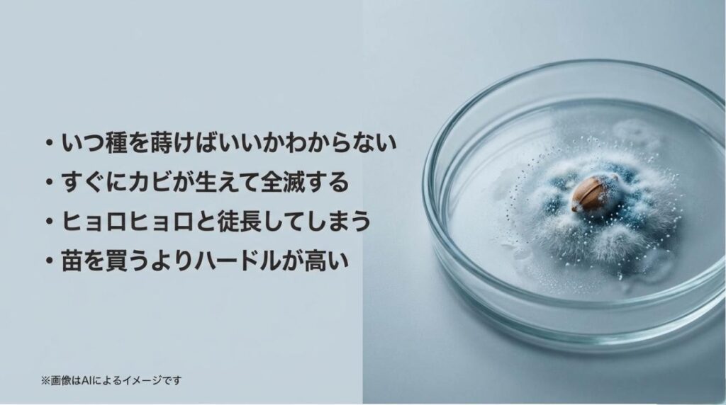 種まきの時期、カビ対策、徒長、ハードルの高さといった実生のよくある悩みをリスト化したスライド