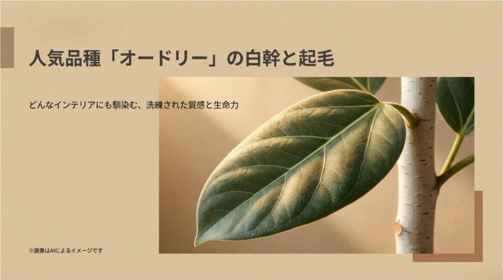 どんなインテリアにも馴染む洗練された質感を持つベンガレンシス・オードリーの美しい樹形のイメージ画像