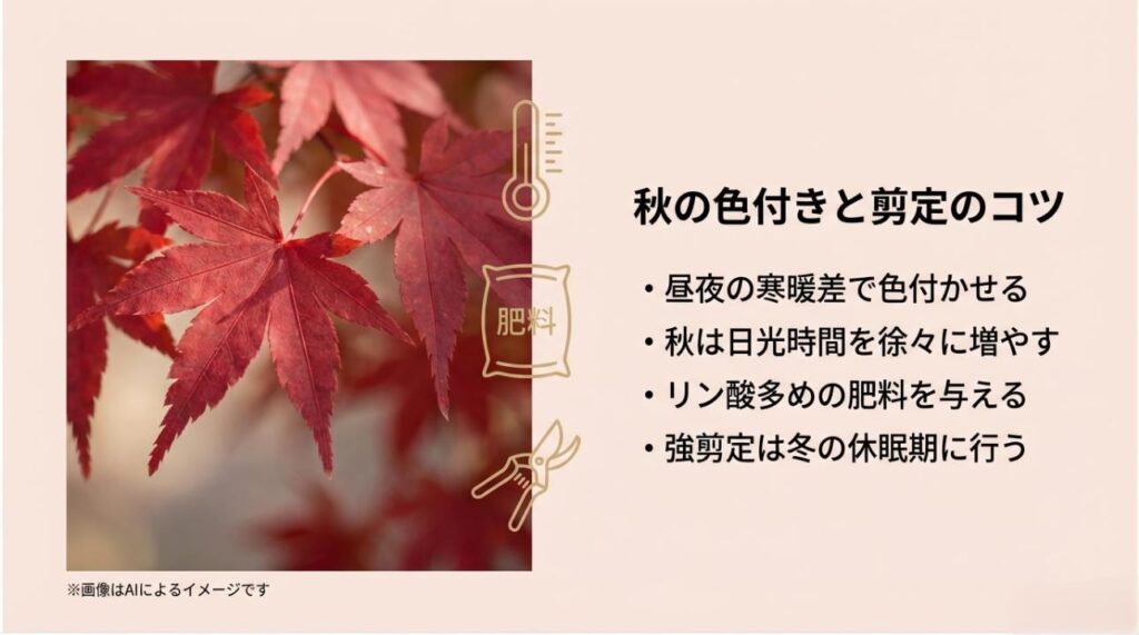寒暖差やリン酸肥料、冬の休眠期に行う剪定など、美しい紅葉のためのコツをまとめたスライド
