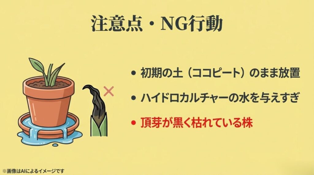 元の土のまま放置することやハイドロカルチャーでの過度な水やりなど、植物を枯らす原因となるNG行動の解説スライド