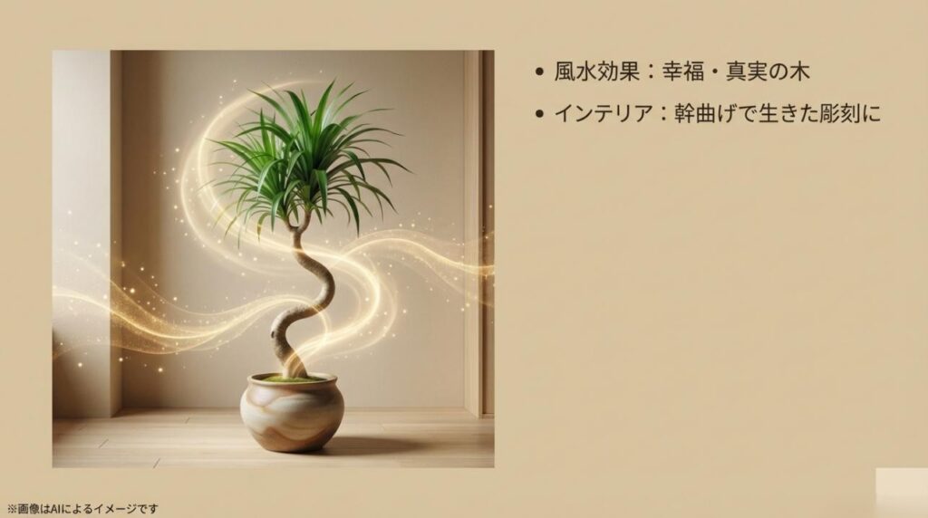 美しい曲線を描く幹のドラセナと、風水的な意味（幸福・真実の木）を紹介するスライド