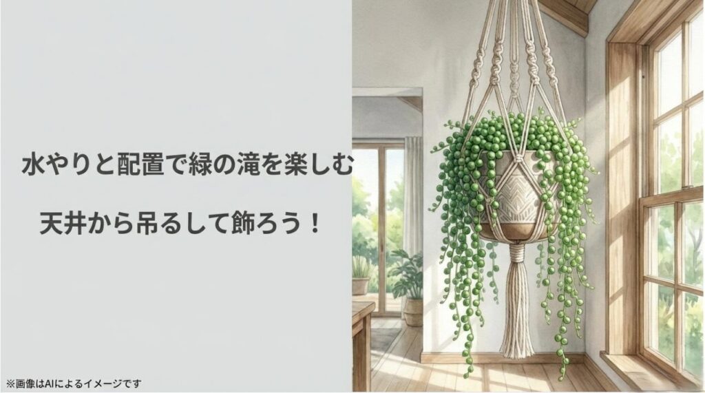 窓際でマクラメのプラントハンガーに吊るされ、カーテンのように長く垂れ下がるネックレス系植物のイラスト