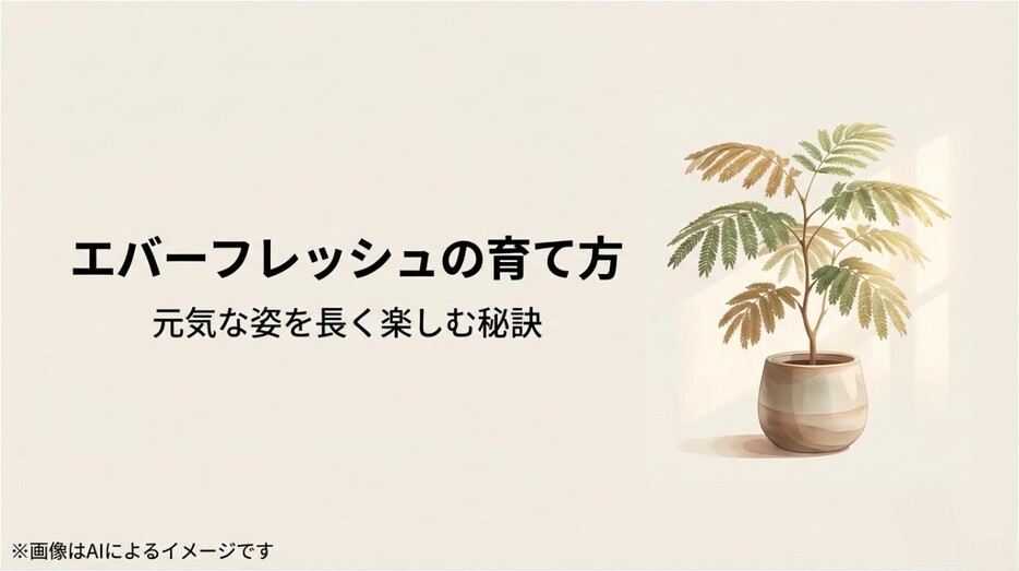 おしゃれな鉢に植えられた、繊細で美しい葉を持つ観葉植物エバーフレッシュのイメージ画像
