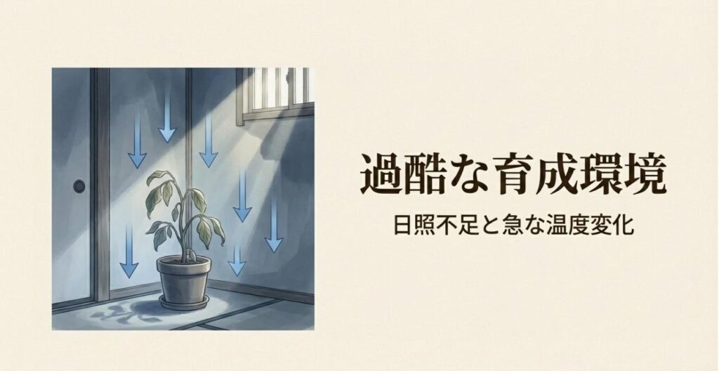 暗い玄関で光が足りず、ぐったりと枯れかけてしまった観葉植物の様子