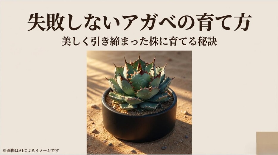 黒い鉢に植えられた、トゲが鋭く美しく引き締まったアガベのアイキャッチ画像