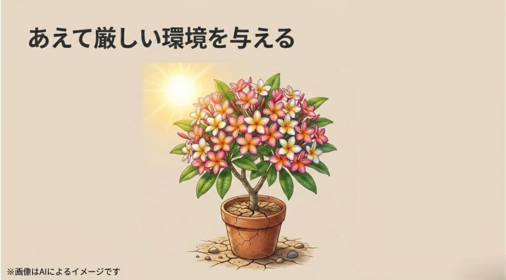 乾燥した土壌環境でストレスを与えることで、鉢いっぱいに見事に花を咲かせたプルメリアのイメージスライド