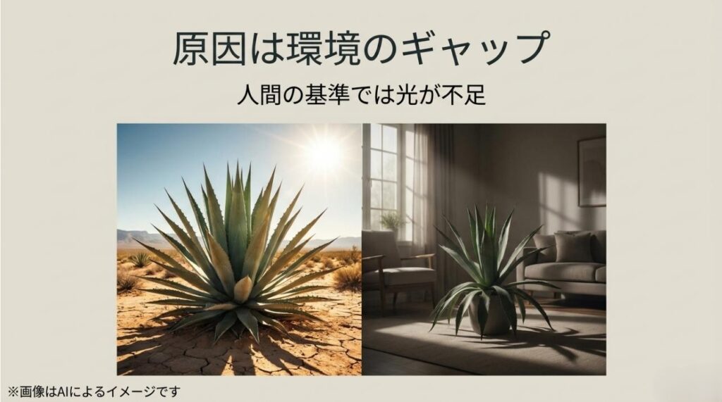 強い日差しが降り注ぐ乾燥地帯と、光が不足しがちな室内環境のアガベを比較したイメージ画像