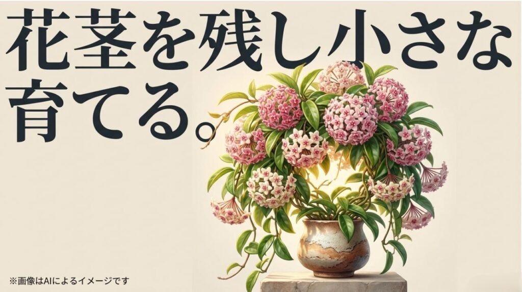 「花茎を残し小さな鉢で育てる。」というメッセージと共に、美しく開花したホヤのイメージを配置したスライド