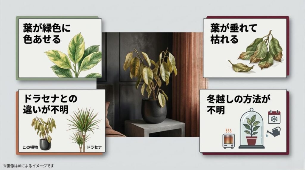 レッドスターとドラセナを並べ、葉の色あせや冬越しの不安など、初心者が抱きがちな悩みをまとめた比較スライド