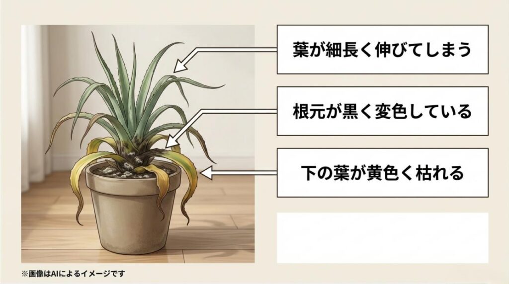 葉が伸びすぎた徒長株や、根元が黒くなったアガベの異常な状態を示す解説画像