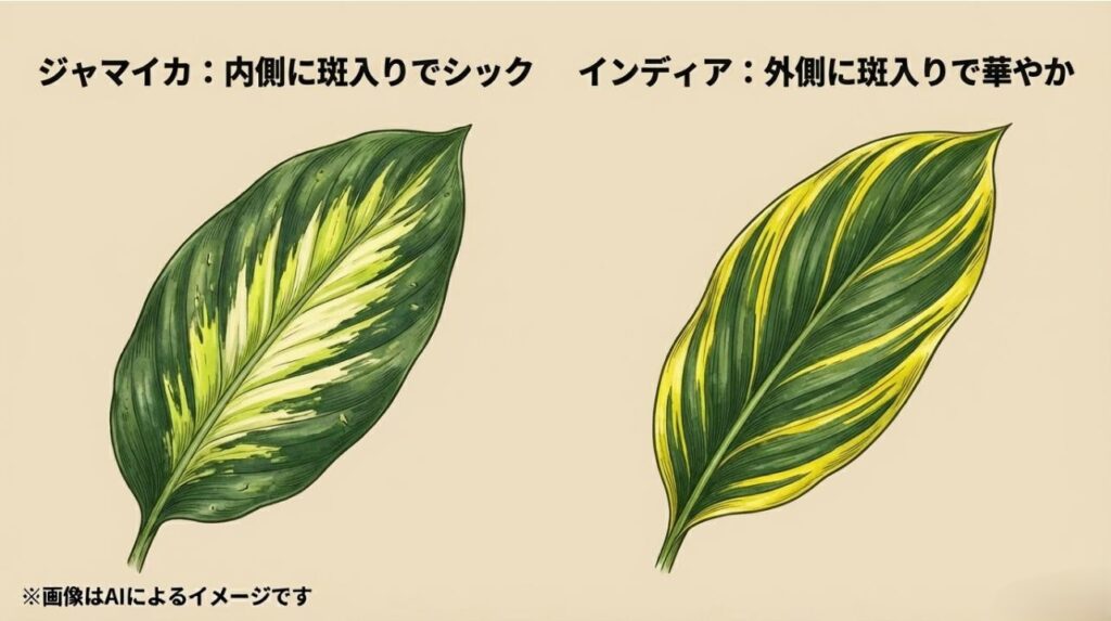 葉の内側に斑が入るジャマイカと、外側に斑が入るインディアの模様の特徴を比較したイラスト