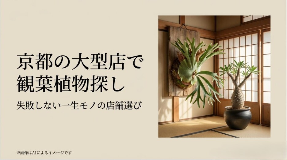 京都の和モダンな空間に置かれた、ビカクシダやパキポディウムなどの大型観葉植物のイメージ画像
