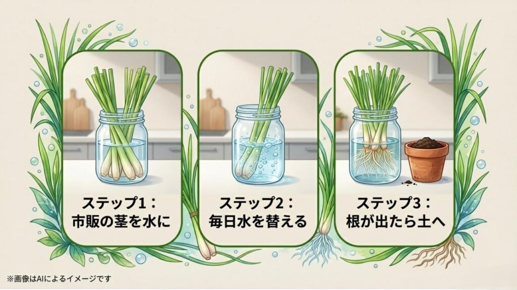 茎を水に浸け、毎日水を取り替え、根が出たら土に植えるという再生栽培のプロセス