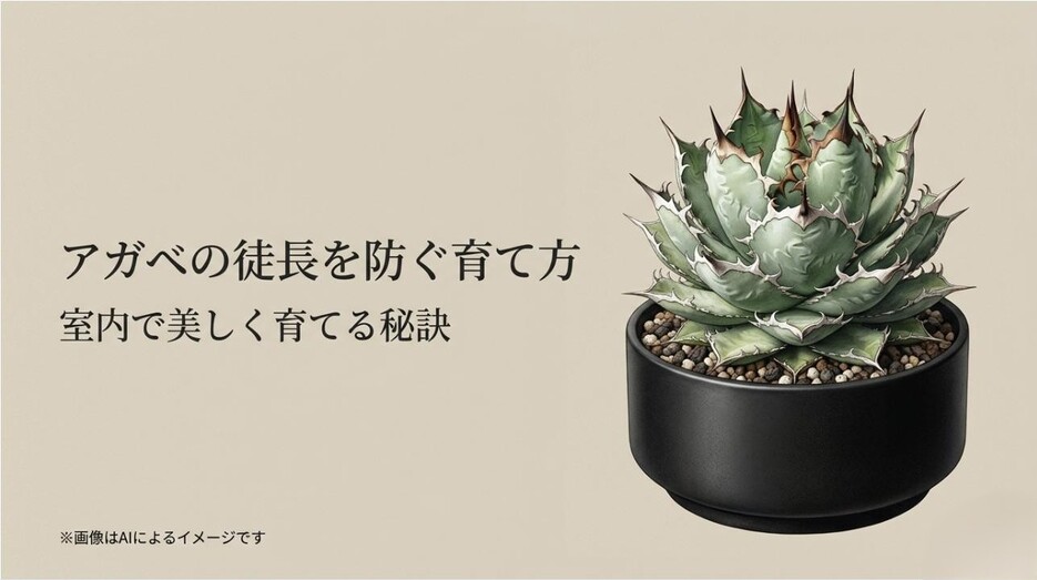 黒い鉢に植えられた美しく引き締まったアガベの写真と、室内で美しく育てる秘訣を伝えるタイトルスライド