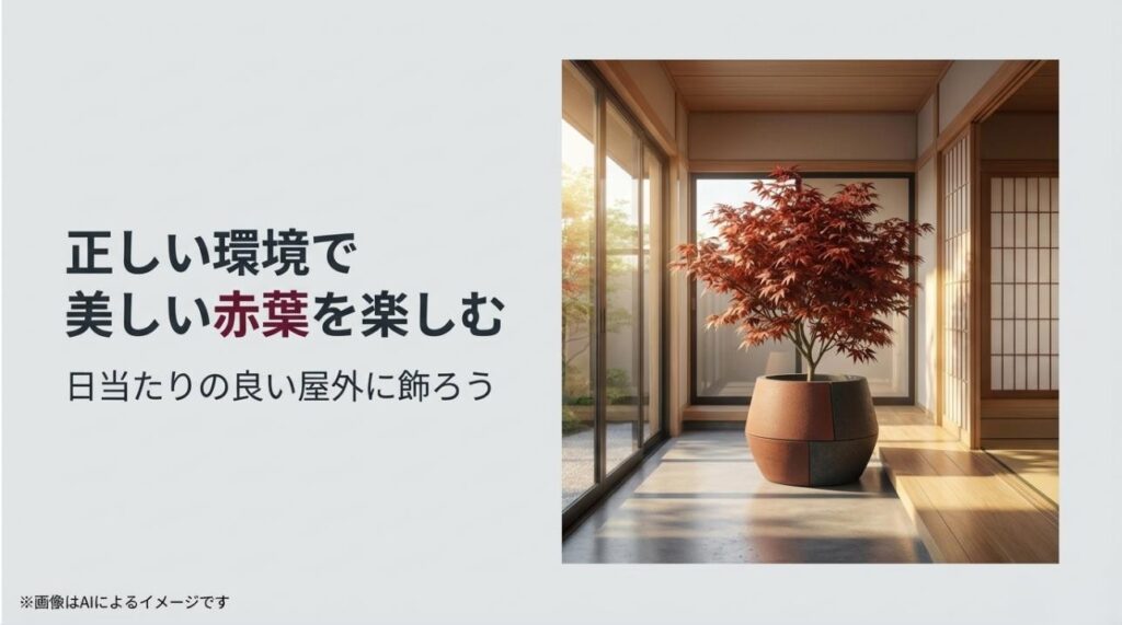 和モダンなテラスで、日光を浴びて鮮やかな赤葉を広げるレッドスターの大型鉢植え