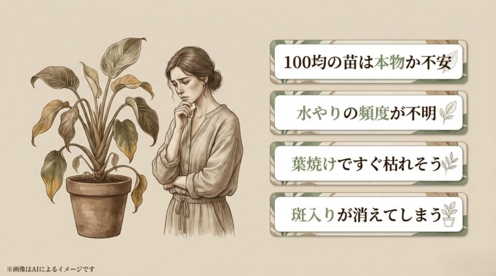 100均の苗が本物か、水やりや葉焼けで枯れないか不安に感じる女性のイラスト