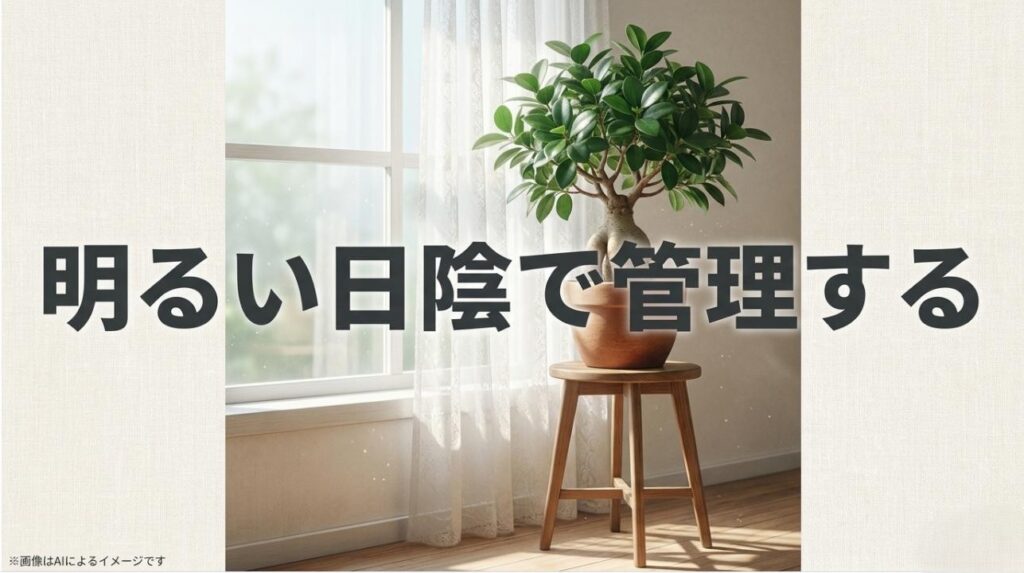 レースカーテン越しの窓辺で、直接的な強い光を避けながら明るさを確保して管理されるガジュマルのイメージ。