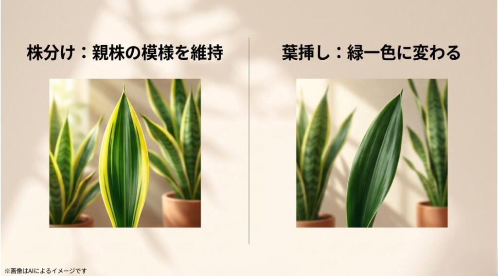 株分けでは親株の黄色い斑入り模様が綺麗に維持され、葉挿しでは斑が消えて緑一色の葉に変化してしまう「先祖返り」の仕組みを比較したスライド