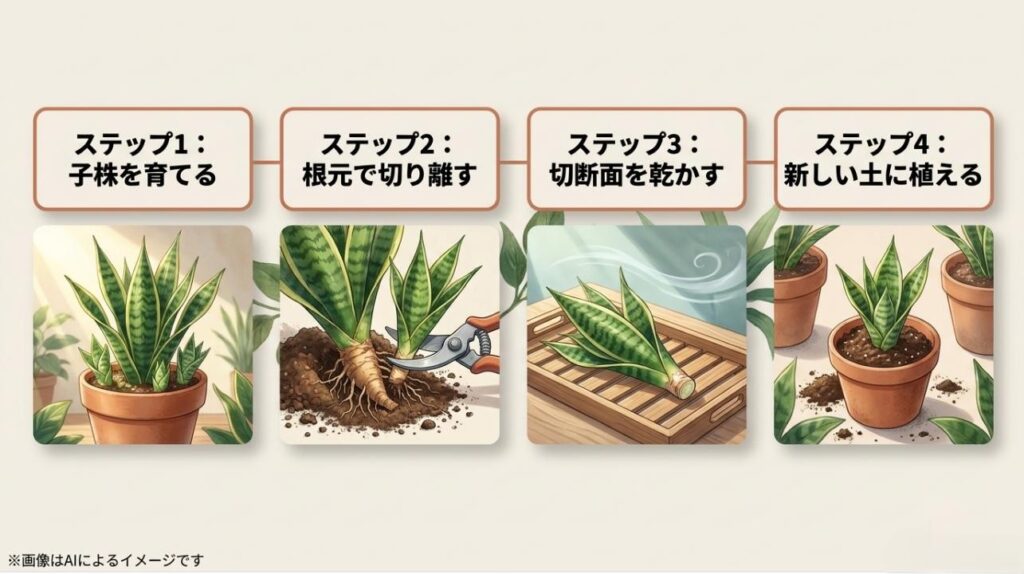 子株を育てる、根元で切り離す、切断面を乾かす、新しい土に植える、という株分けの具体的な4つの手順を順序立てて分かりやすく説明したスライド