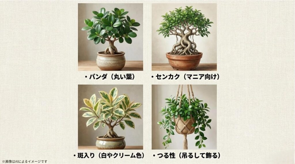 丸い葉のパンダガジュマルや、白が入った斑入り、吊るして飾れるつる性など、見た目の異なる4種類のガジュマルの比較。