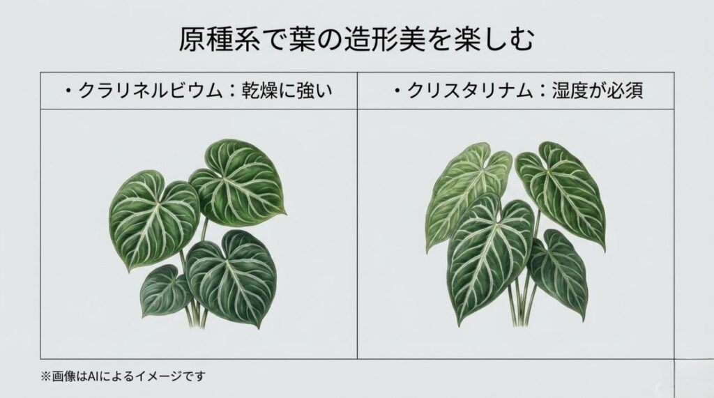 乾燥に強いクラリネルビウムと湿度を好むクリスタリナムの、葉の形や栽培環境の違いを解説した比較画像