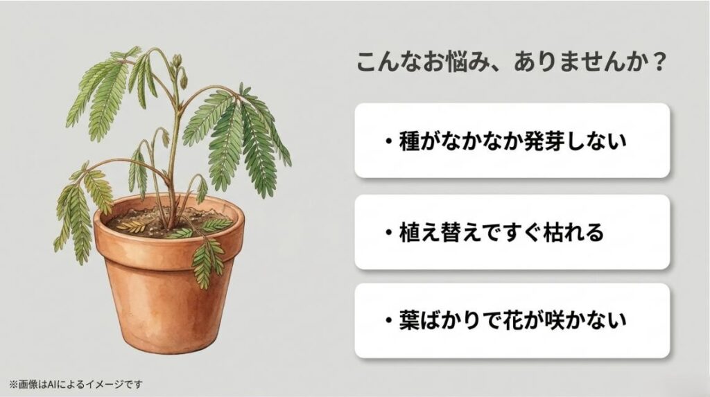 しおれて元気のないオジギソウのイラストと、種が発芽しない、植え替えで枯れる、花が咲かないといったよくある悩みをまとめたスライド