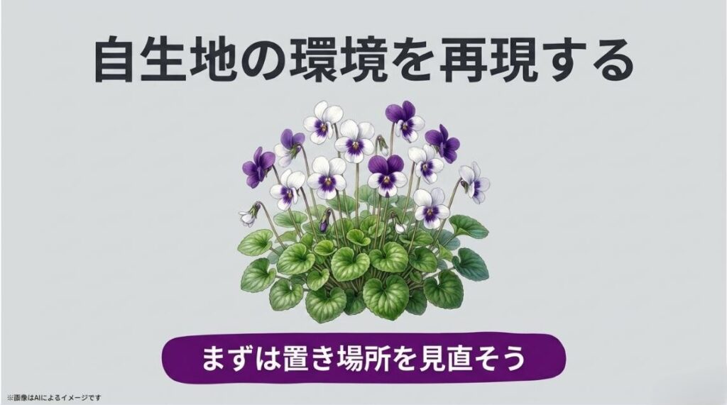 元気にたくさんの花を咲かせるパンダスミレのイラストとともに、自生地の環境再現と置き場所の見直しが成功の鍵であることを伝えるまとめスライド