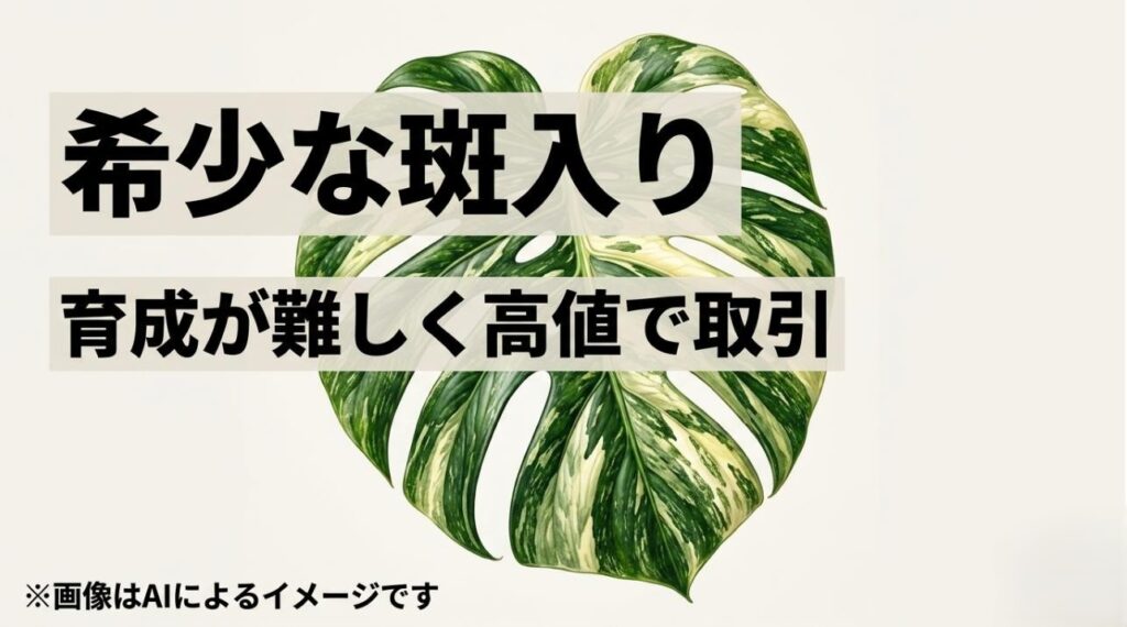美しい白い斑が入った観葉植物のイラストと、希少価値や育成の難しさを説明するスライド