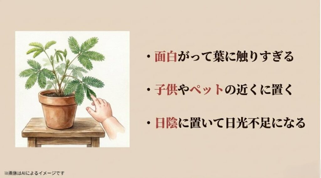 面白がって葉に触りすぎる、子供やペットの近くに置く、日陰に置いて日光不足になるといった、オジギソウ栽培での注意点をまとめたスライド