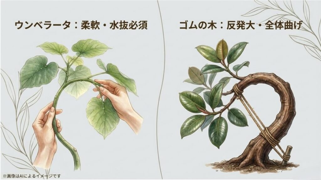 ウンベラータの曲げ方と、反発力が強いゴムの木の全体曲げを比較したイラスト