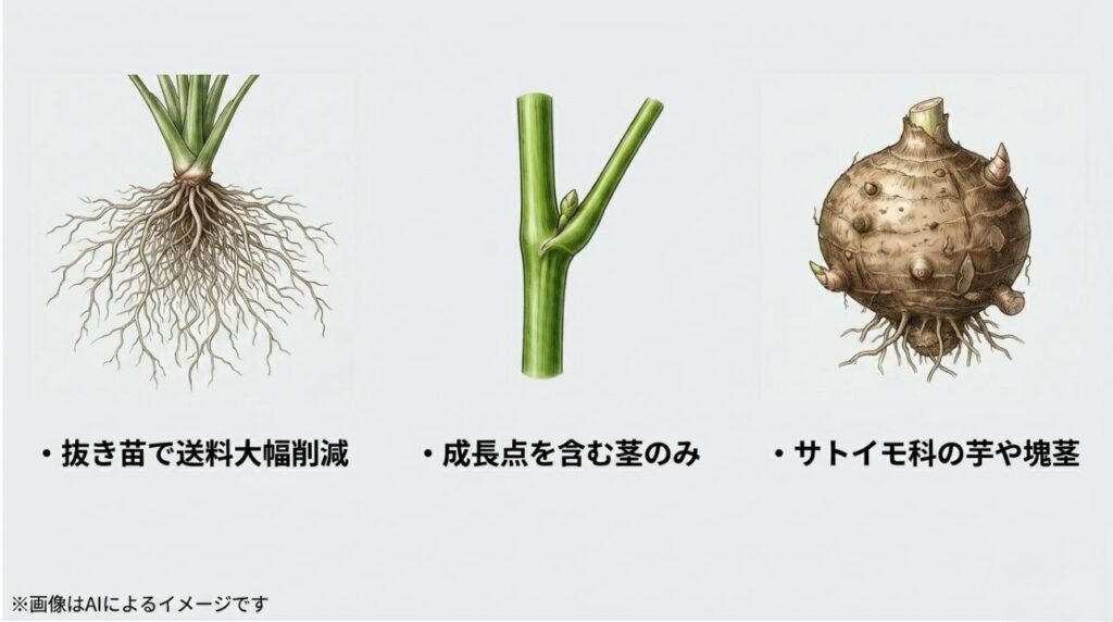 植物の立派な根、成長点を含む茎、サトイモ科の塊茎（芋）のイラストと、送料を抑えるための特殊な出品形態を解説するスライド