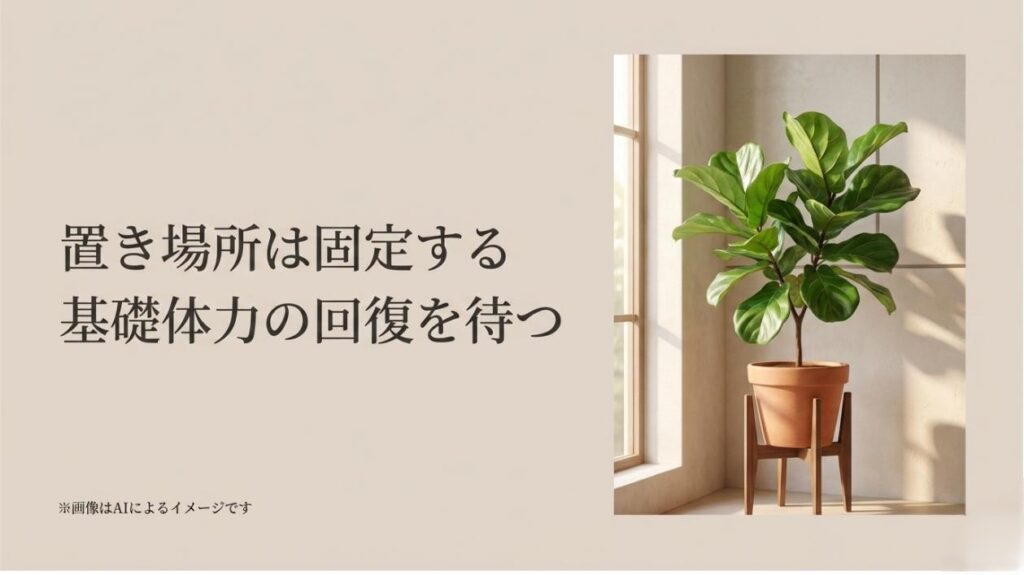 元気なフィカス類の鉢植えの写真と、置き場所は固定し基礎体力の回復を待つというアドバイスを記載したスライド