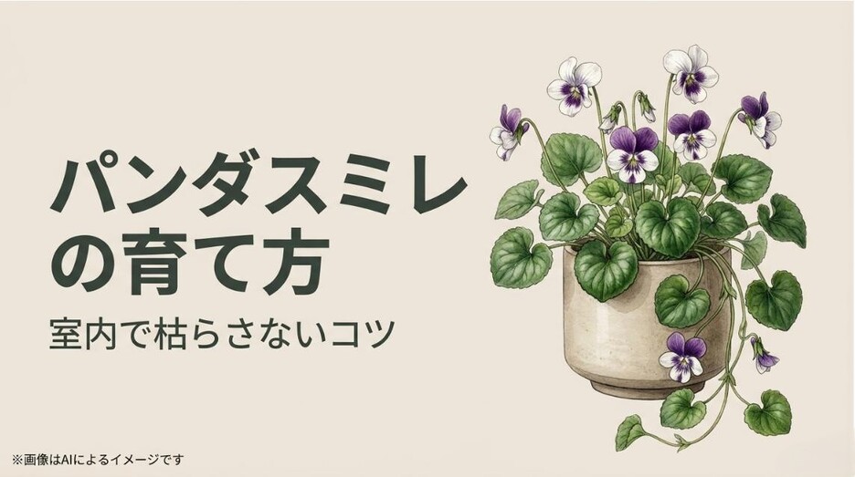 鉢植えに植えられた可憐な白と紫のパンダスミレのイラストと、室内で枯らさないコツを紹介するタイトルのアイキャッチ画像