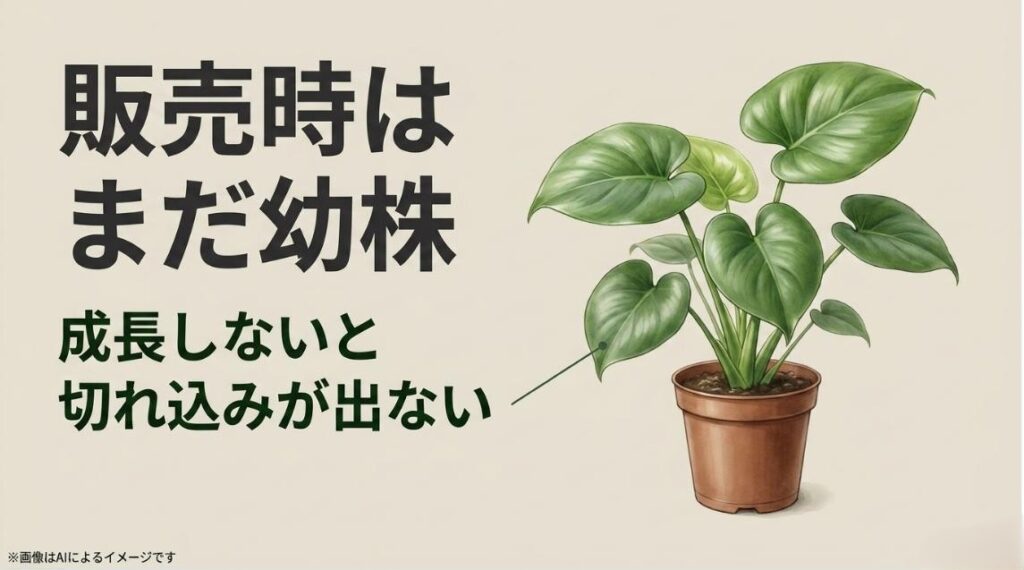 切れ込みのないセロームの幼株のイラストと、販売時はまだ幼株で成長しないと切れ込みが出ないという解説スライド