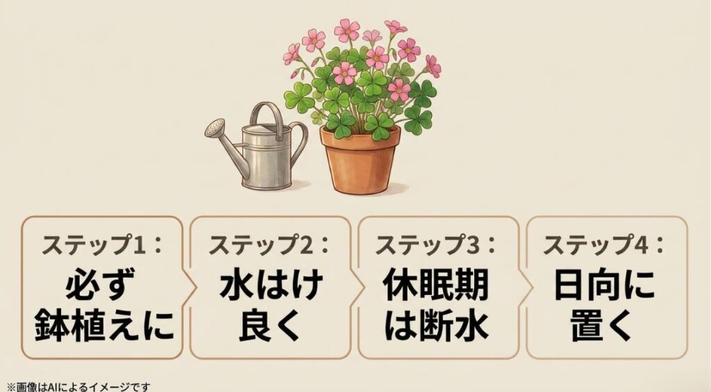 鉢植えやジョウロのイラストとともに、オキザリスを育てるための4つの基本ステップをまとめたスライド