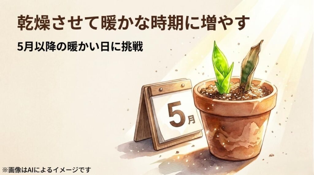 5月のカレンダーとサンスベリアの鉢植えイラストとともに、乾燥させて暖かな時期に挑戦することを推奨するスライド