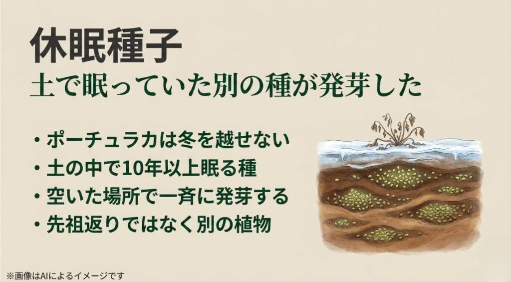 冬の寒さで枯れた地表の下で、10年以上も発芽のチャンスを待って土壌中に眠り続ける無数の休眠種子（シードバンク）を描いた断面イラスト