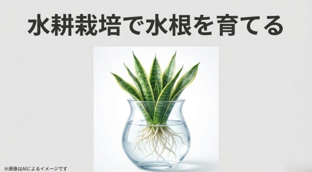 ガラスの容器の中でサンスベリアから真っ白で美しい水根がたっぷりと伸びている生命力あふれるイラスト