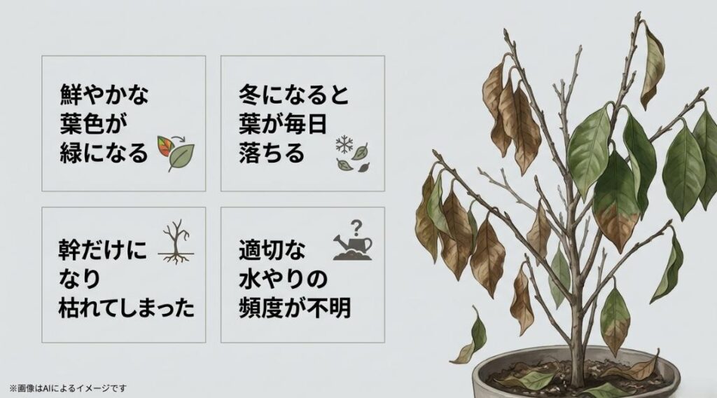 葉が落ちて幹だけになったクロトンのイラストと、葉の緑化や冬の落葉など初心者が抱える疑問をまとめたスライド