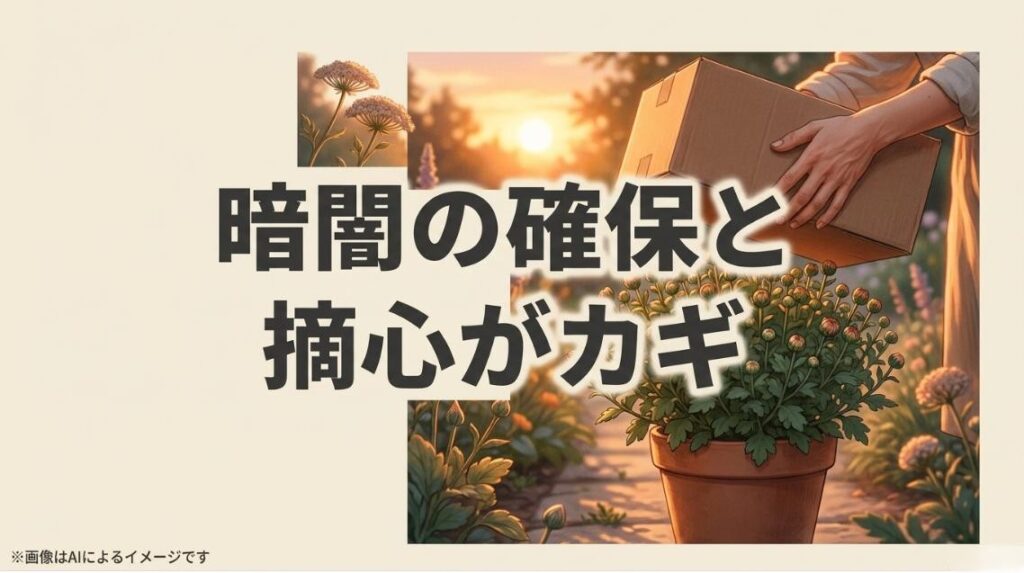 ガーデンマムの鉢植えを段ボールで覆う様子のイラストと、暗闇の確保と摘心が重要であることを伝えるスライド