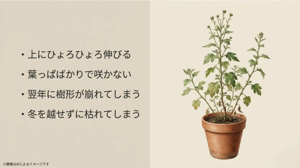 徒長してひょろひょろになった鉢植えのイラストと、咲かない・枯れるなどのガーデンマム栽培における一般的な悩みをまとめたスライド