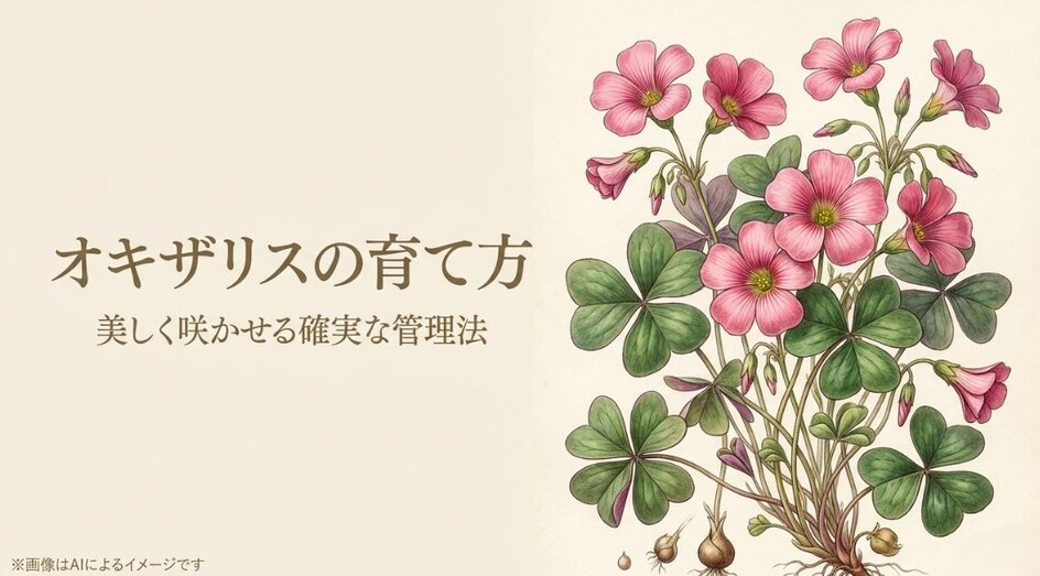 ピンク色の可愛らしい花を咲かせるオキザリスのイラストと、育て方や確実な管理法を伝えるタイトルのアイキャッチ画像
