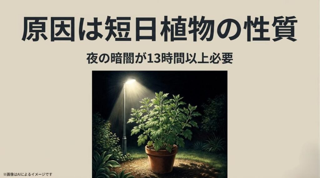 夜間に街灯の光を浴びているガーデンマムのイラストと、花芽形成には13時間以上の暗闇が必要であるという解説スライド