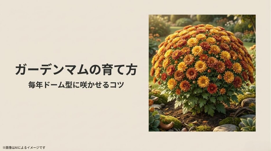 オレンジや黄色など美しいドーム型に咲き誇るガーデンマムの写真と、育て方のコツを伝えるアイキャッチ画像